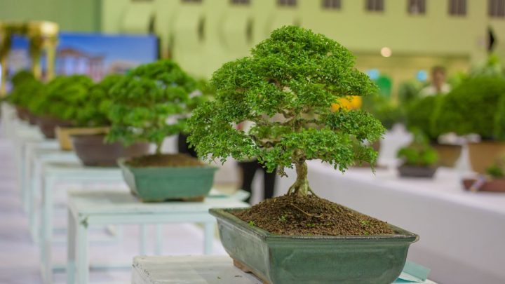 How Long Does A Bonsai Tree Take To Grow: Art Of Growing Bonsai Trees