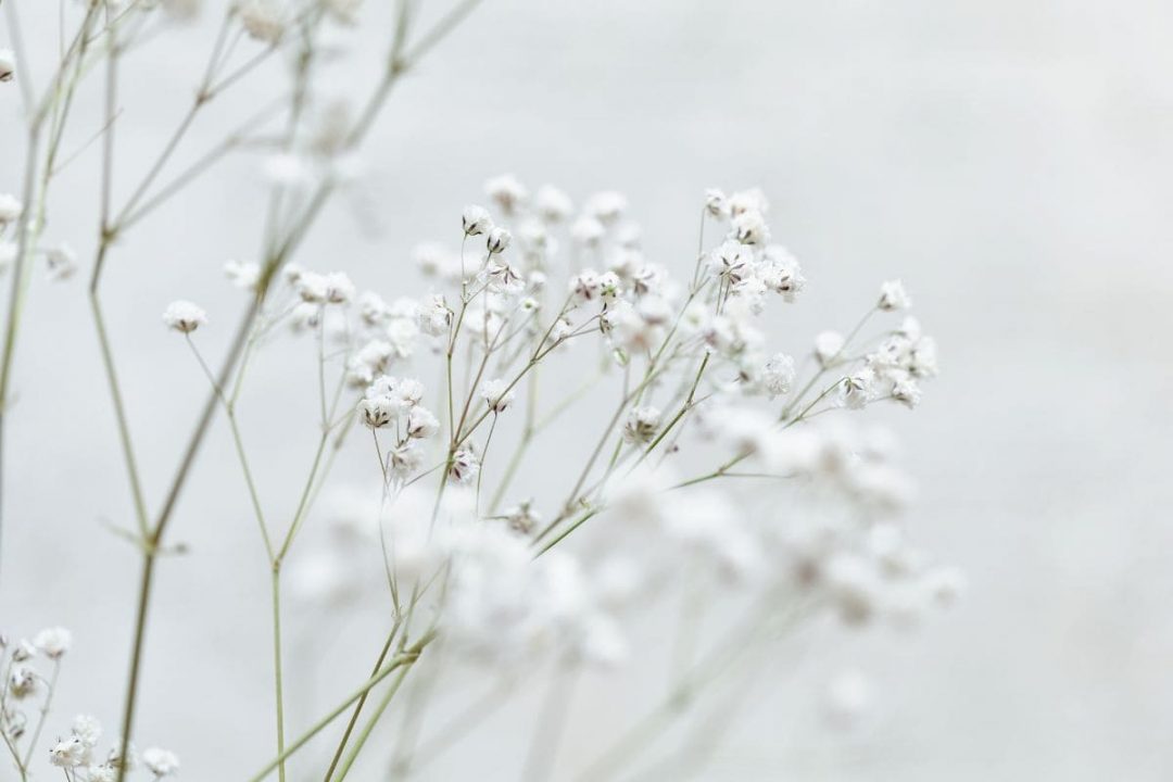 How Long Does Baby's Breath Last Babies Breath Care Guide Plantisima