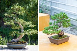 How Long Will It Take for Your Bonsai Tree to Grow