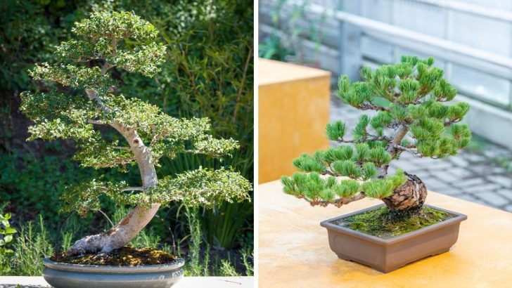 How Long Will It Take for Your Bonsai Tree to Grow?