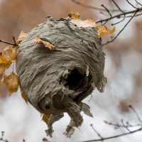 How-Much-Is-Hornets-Nest-Worth