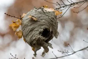 How-Much-Is-Hornets-Nest-Worth
