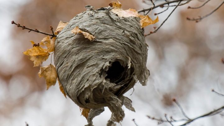 How Much Is Hornets Nest Worth?