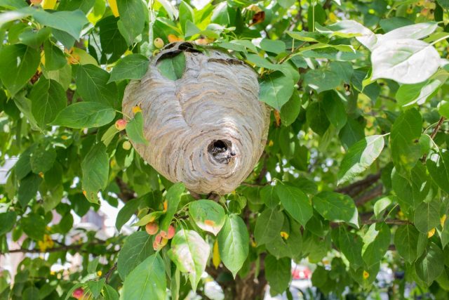 How Much Is Hornets Nest Worth?