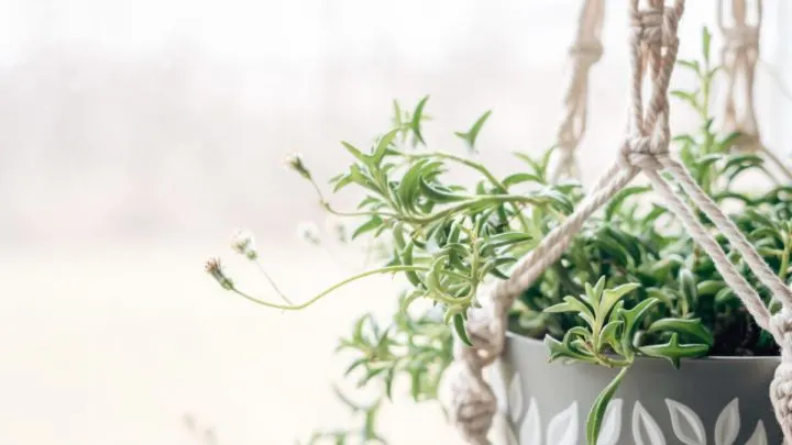 How to Grow and Propagate String of Dolphins Like a Pro