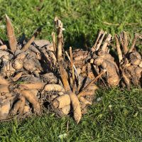 How-To-Tell-If-Dahlia-Tubers-Are-Dead_-Simple-Ways-To-Recognize-Dead-Tubers