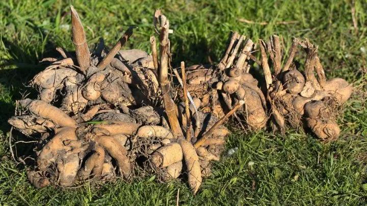 5 Signs That Your Dahlia Tubers Might Be Dead