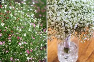 How to Care for Baby’s Breath and Make It Last Longer