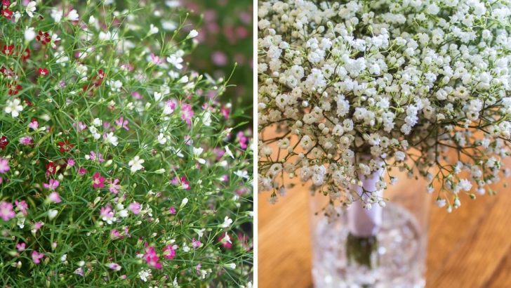 9 Tips How to Care for Baby’s Breath and Make It Last Longer