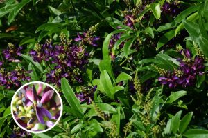 How to Care for Evergreen Wisteria in Your Garden