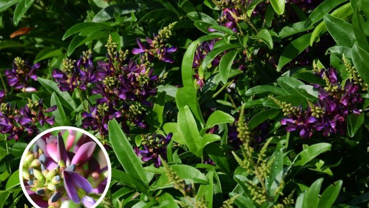 How to Care for Evergreen Wisteria in Your Garden