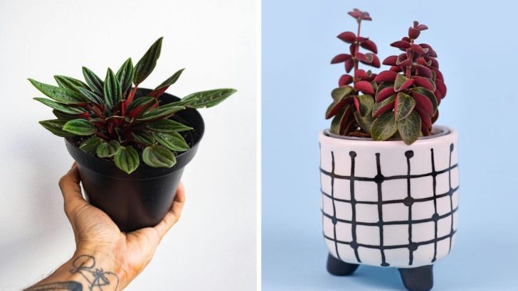 How to Keep Your Red Twist Peperomia Healthy and Beautiful