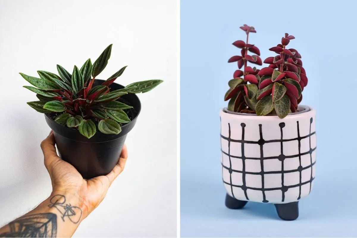 How to Keep Your Red Twist Peperomia Healthy and Beautiful