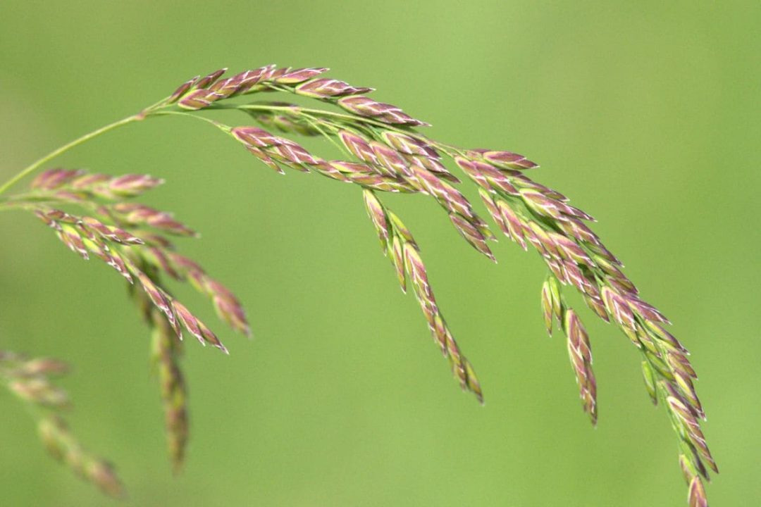 How Long After Planting Grass Seed Can You Walk On It Newly Seeded