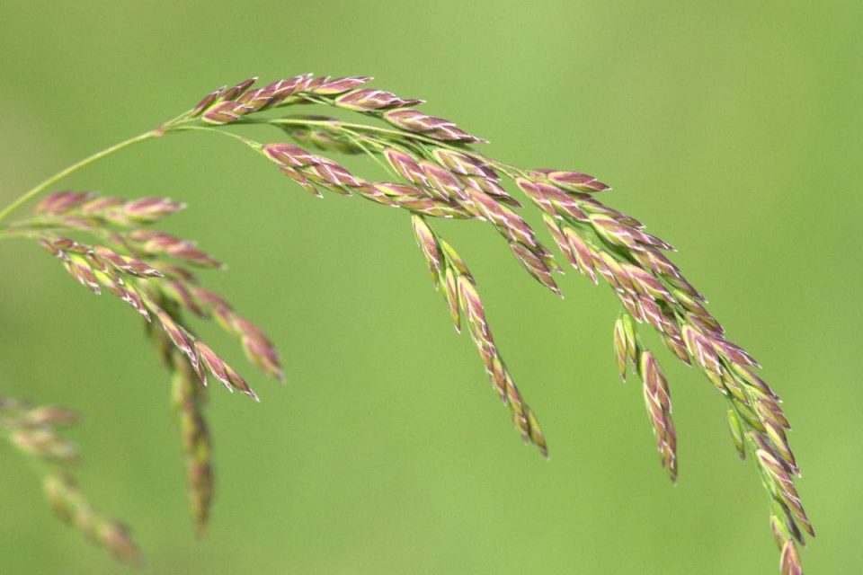 How Long After Planting Grass Seed Can You Walk On It Newly Seeded