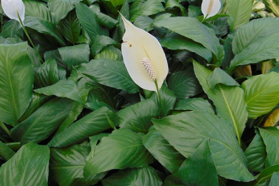 How Long Do Peace Lilies Live Average Lifespan Of A Peace Lily