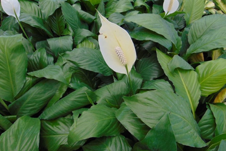 How Long Do Peace Lilies Live Average Lifespan Of A Peace Lily