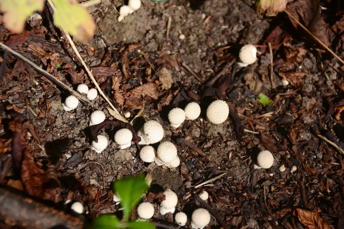 Little white fungus balls in the ground, White Fungus Balls In Soil