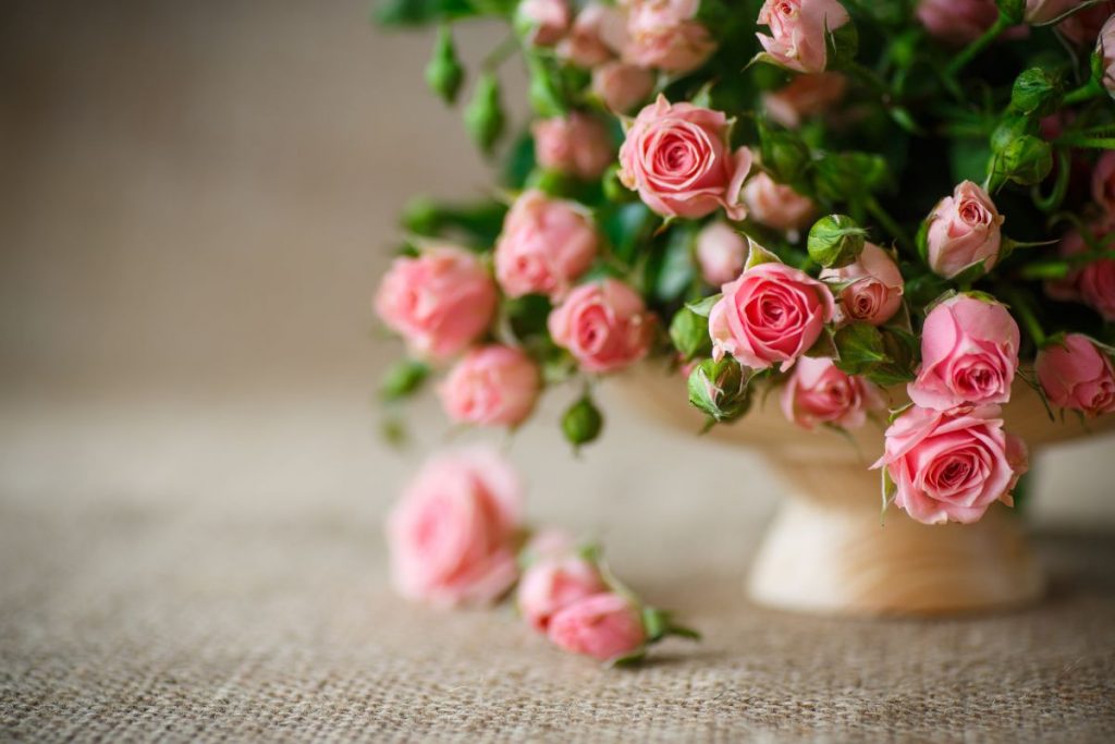 Most-Beautiful-Pink-Roses-In-The-World