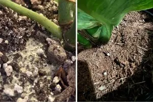 Noticed White Fungus Balls in Your Soil Here’s What They Really Mean