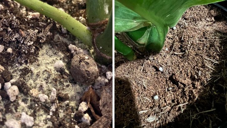 Noticed White Fungus Balls in Your Soil? Here’s What They Really Mean