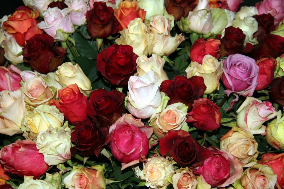 Rose In Different Languages The Magical Rose In 92 Foreign Languages