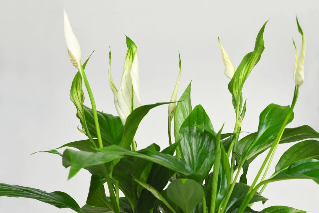 How Long Do Peace Lilies Live Average Lifespan Of A Peace Lily