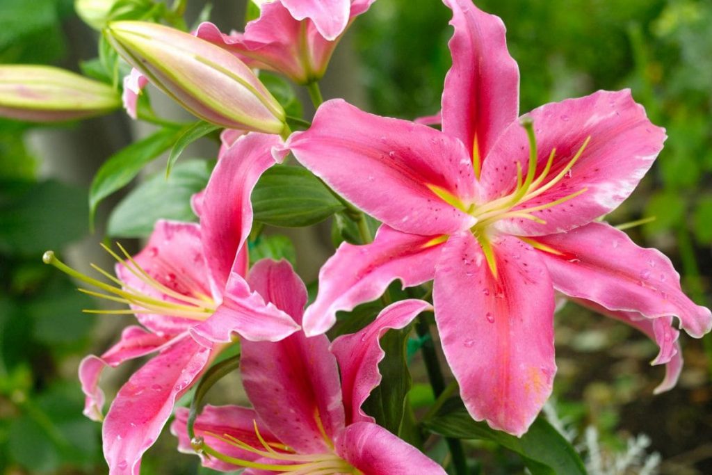Pests-And-Diseases-Of-Lily-Plant-And-What-To-Do-When-Lilies-Have-Finished-Flowering