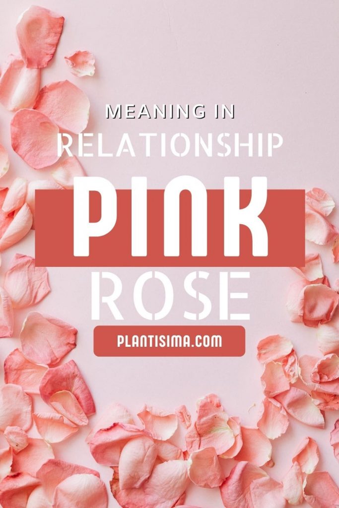 Pink Rose Meaning In Relationship 2