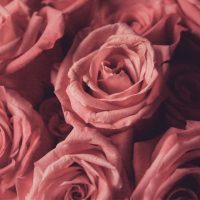 Pink-Rose-Meaning-In-Relationship_-Pink-Petals-Hidden-Symbolism