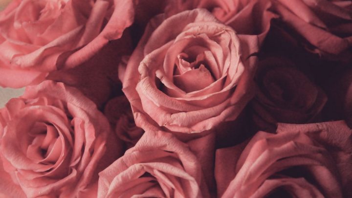 Pink Rose Meaning In Relationship: Pink Petals Hidden Symbolism