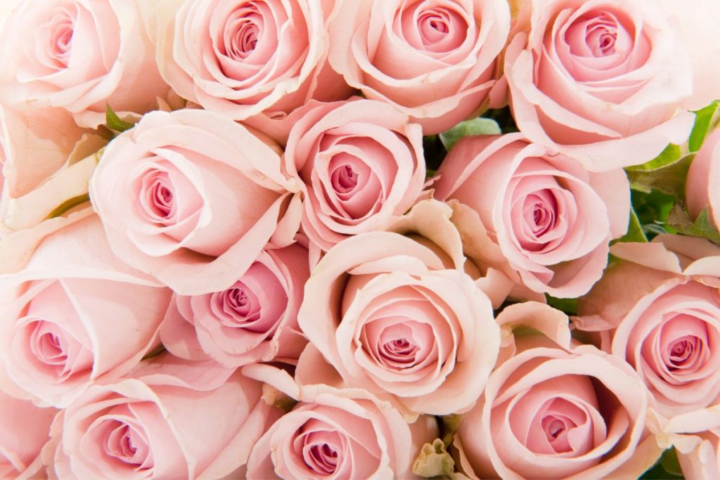 Pink-Roses-And-Their-Romantic-Story