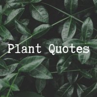 Plant-Quotes_-115-Plant-Respond-In-Quotes
