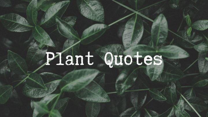 Plant Quotes: 115 Plant Respond In Quotes
