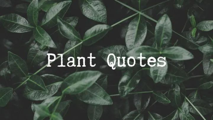 115 Quotes That Reflect How Plants Respond to Love and Care