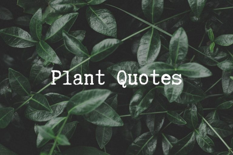 Plant-Quotes_-115-Plant-Respond-In-Quotes
