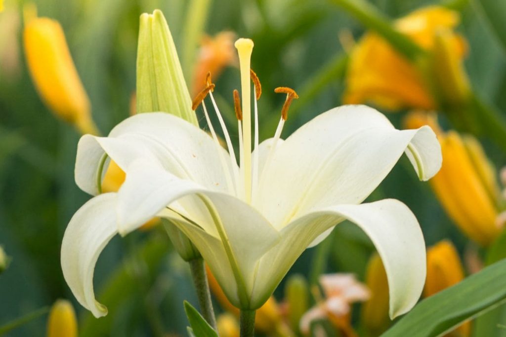 Planting-Lilies-Lilies-Care-Guide