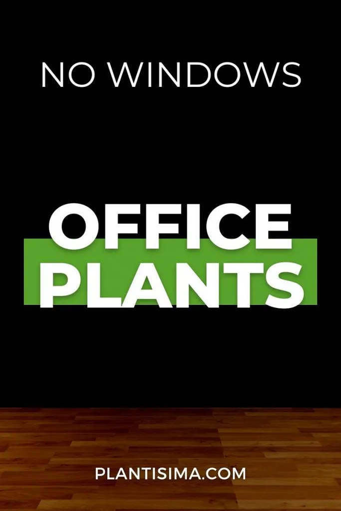 Plants For Office With No Windows pin
