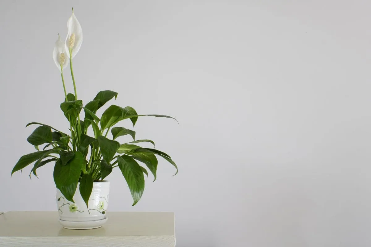 Problems-With-Peace-Lily-Flowers