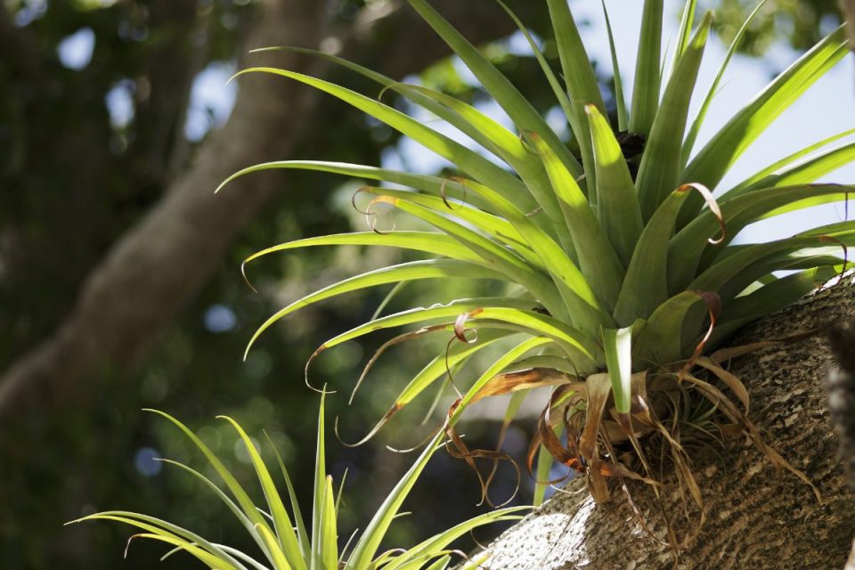 How Long Do Air Plants Live Air Plants Life Cycle And More Plantisima