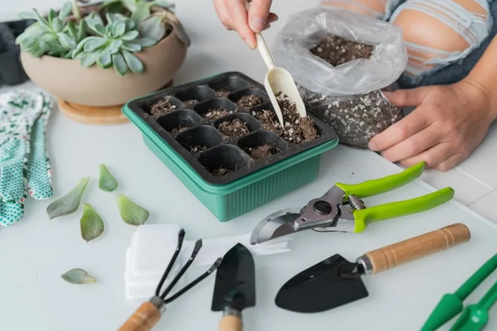 Propagating-These-Fragrant-Flowers