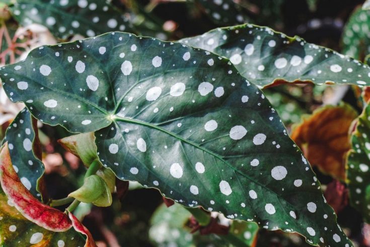 Begonia Maculata Care: Insight Into Polka Dot Begonia Plant - Plantisima