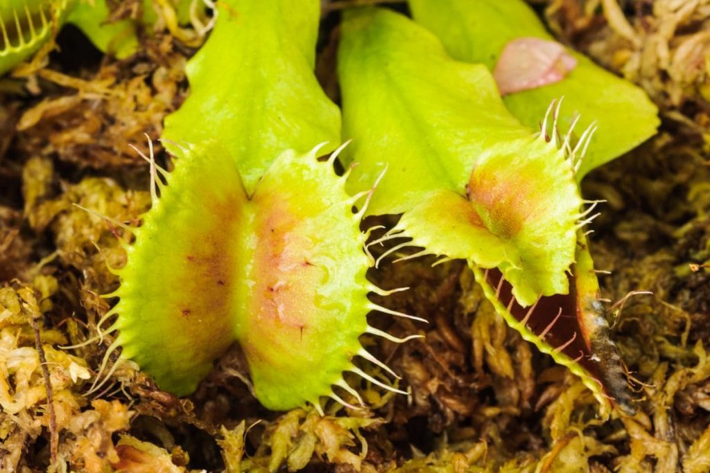 Propagation-Of-Venus-Fly-Traps-By-Cutting-Leaves
