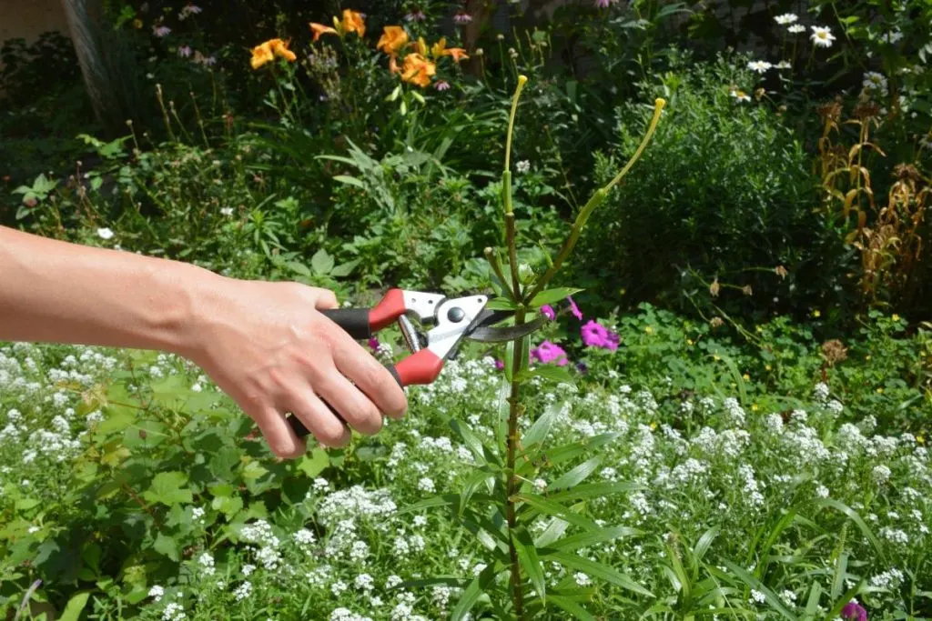 Pruning-Lily-Blooms