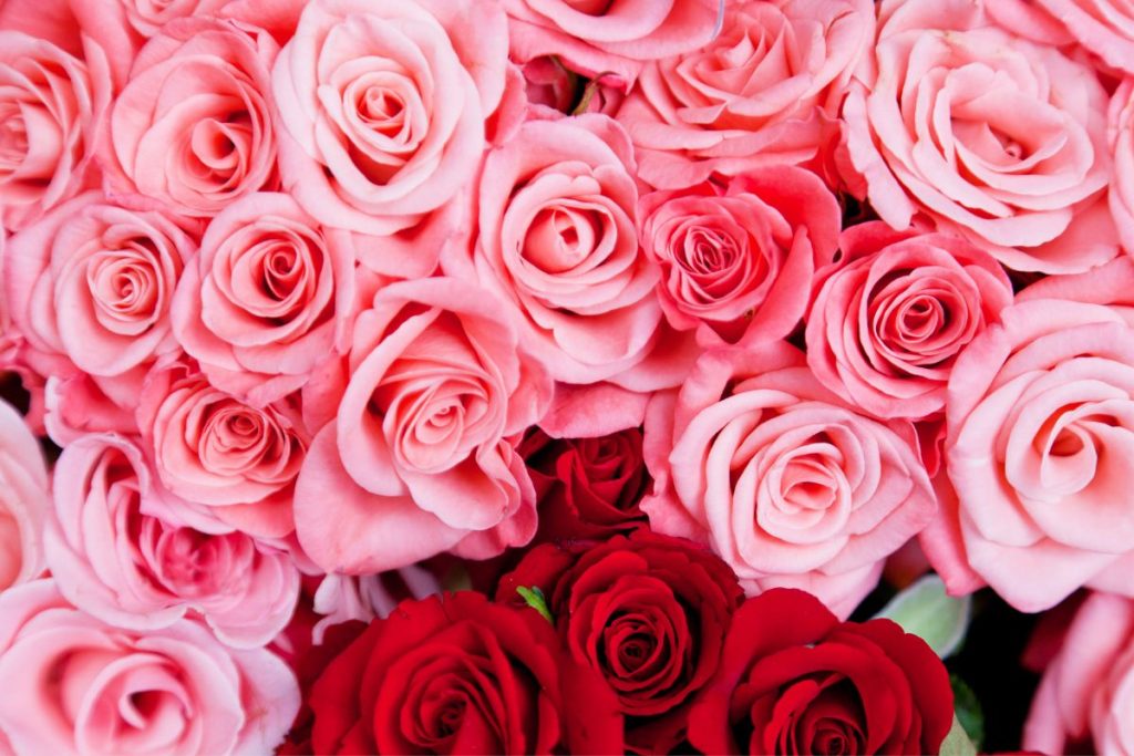 Red-And-Pink-Roses-Meaning