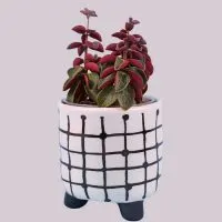 Red-Twist-Peperomia_-Ultimate-Care-Guide