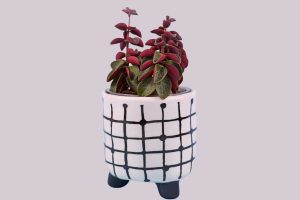Red-Twist-Peperomia_-Ultimate-Care-Guide
