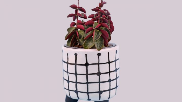 Red Twist Peperomia: Ultimate Care Guide