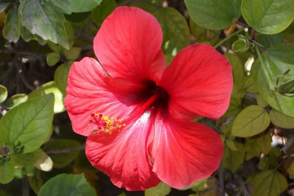 Root-Rot-On-Hibiscus-Indoors