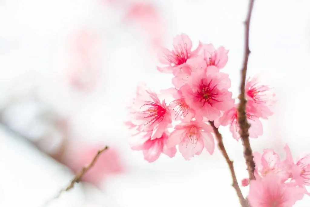 Sakura-Flower-Botanical-Features